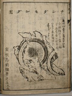 画像の拡大